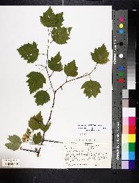 Crataegus pruinosa image