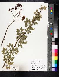 Rosa multiflora image