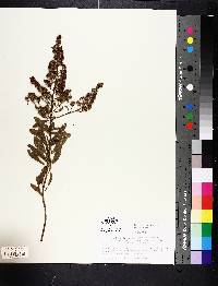 Spiraea alba image