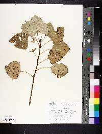 Populus deltoides image