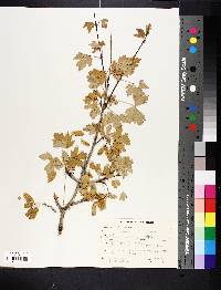 Acer glabrum image