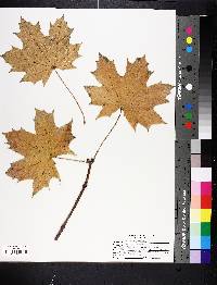 Acer platanoides image