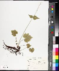 Mitella diphylla image