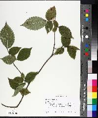 Ulmus americana image