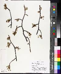 Ulmus americana image