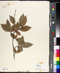 Ulmus alata image