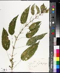 Urtica dioica image