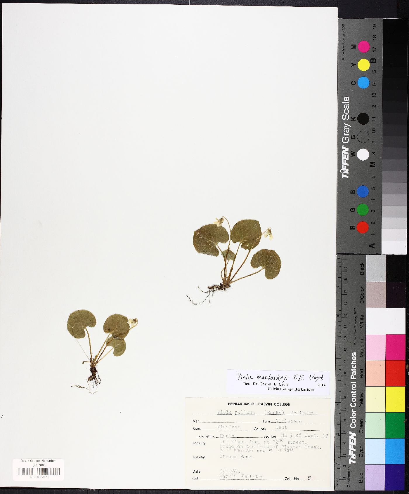 Viola macloskeyi image