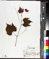 Vitis riparia image