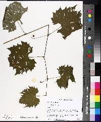 Vitis riparia image