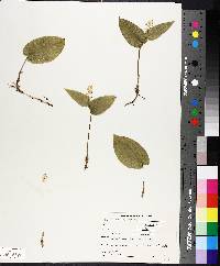 Maianthemum canadense image