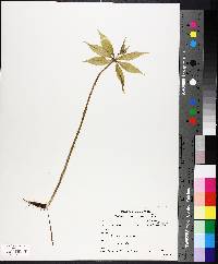 Medeola virginiana image