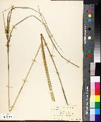 Carex aquatilis image