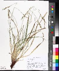 Carex communis image