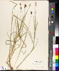 Carex ferruginea image