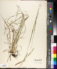 Carex debilis var. rudgei image