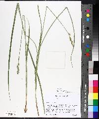 Carex foenea image