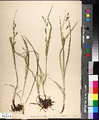 Carex formosa image