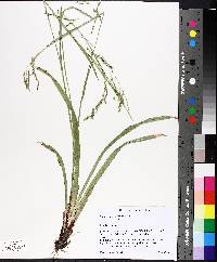 Carex gracillima image