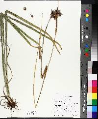 Carex grayi image