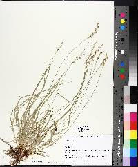 Carex lucorum image