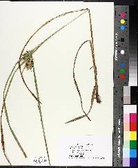 Carex lupulina image