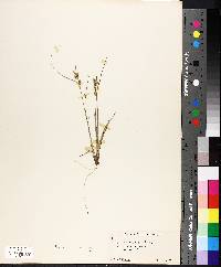 Carex oederi image