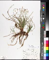 Carex pensylvanica image