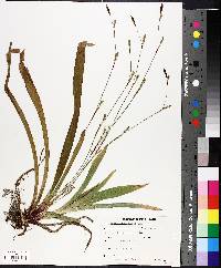 Carex plantaginea image