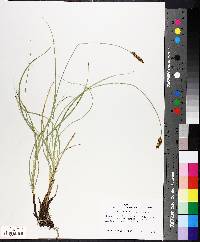 Carex praegracilis image