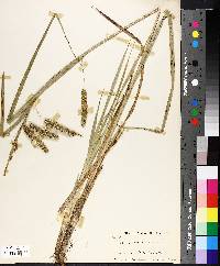 Carex pseudocyperus image