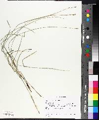 Carex tribuloides image