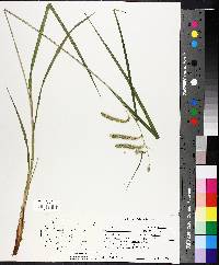 Carex crinita image