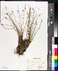 Juncus drummondii image