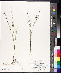 Juncus nodosus image