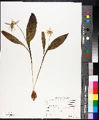 Erythronium americanum image