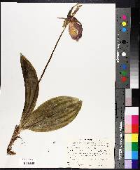 Cypripedium acaule image