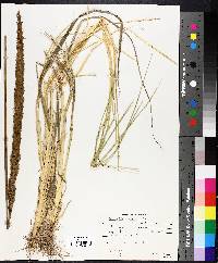 Ammophila breviligulata image