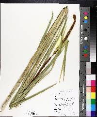 Typha angustifolia image