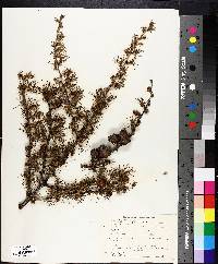 Larix decidua image