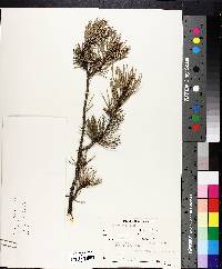 Pinus banksiana image