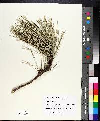 Pinus resinosa image