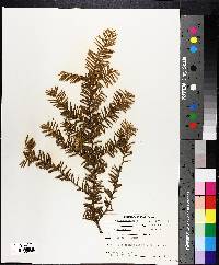 Taxus canadensis image