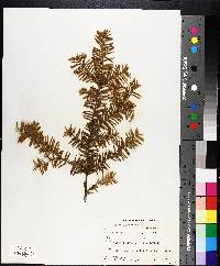 Taxus canadensis image