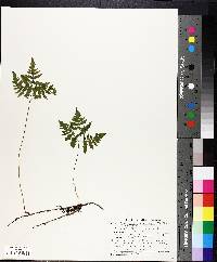 Gymnocarpium dryopteris image