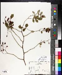 Rosa multiflora image