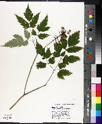 Actaea alba image