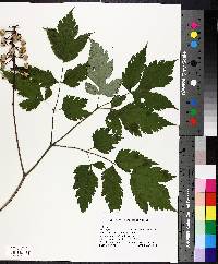 Actaea alba image