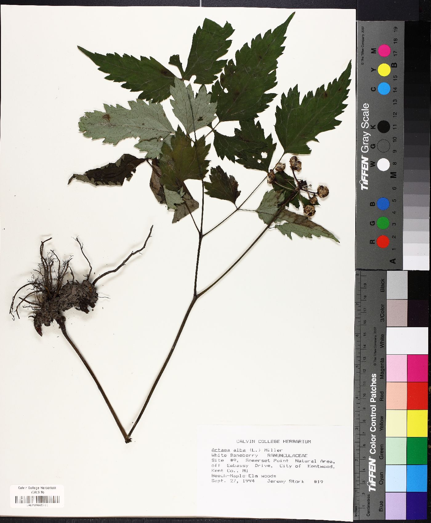 Actaea alba image
