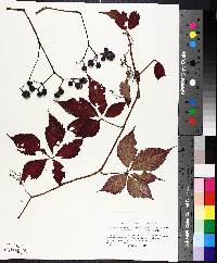 Parthenocissus quinquefolia image